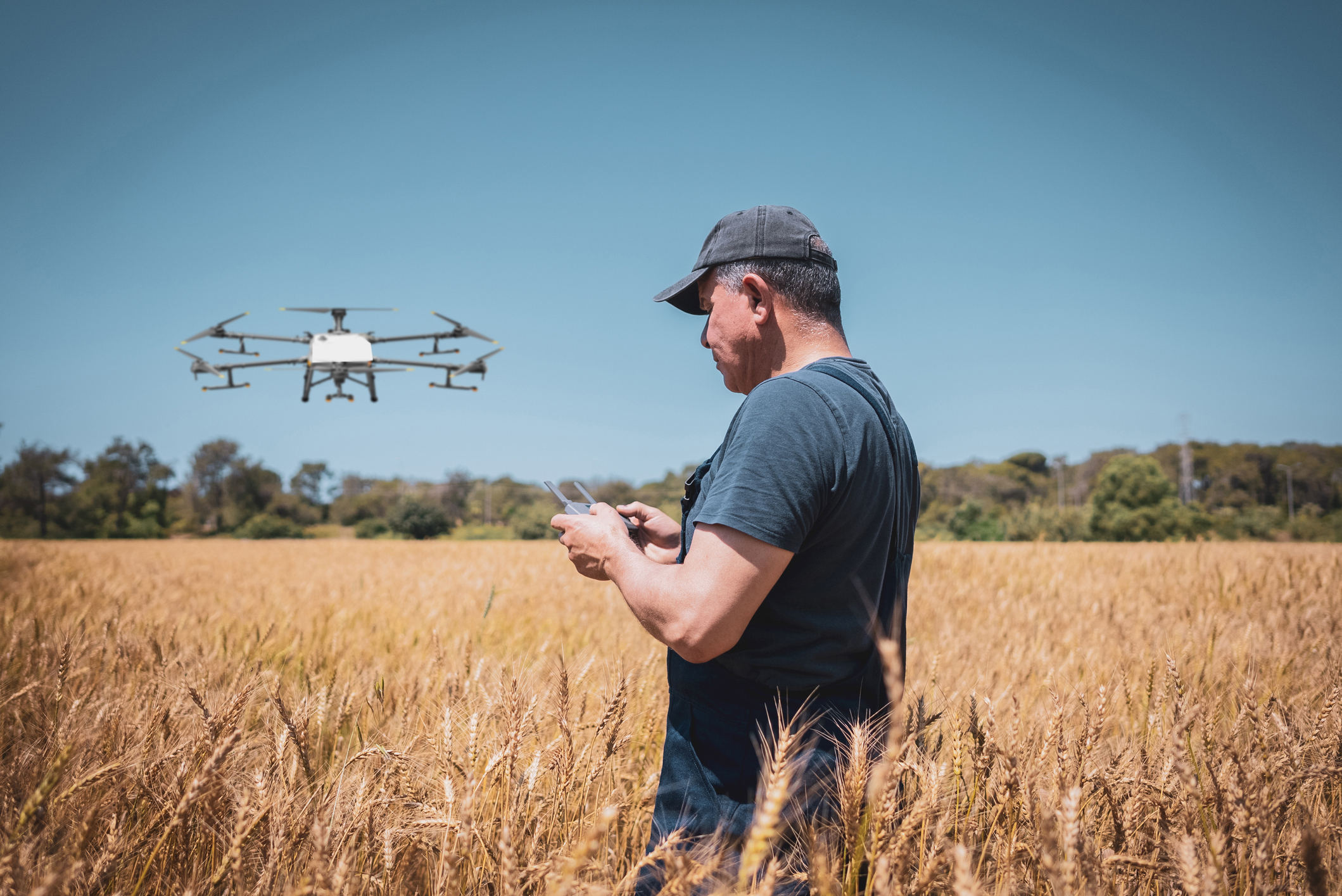 A man with a baseball cap in a field of wheat flying a drone